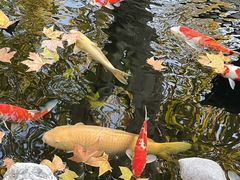 -鲤院·新中式美学·庭院餐厅(夫子庙店)