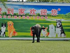 -宠物寄养训练学校