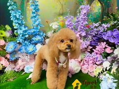 -翊宠yipet猫狗购宠庄园犬舍•猫舍