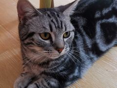 -猫咪派对(江南西店)