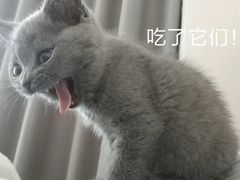 -袖虎·猫馆(体育西路店)