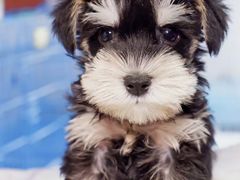 -翊宠yipet猫狗购宠庄园犬舍•猫舍