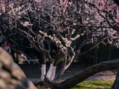 -南京古林公园