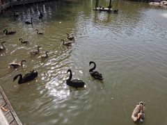 -溱湖国家湿地公园