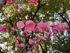 -顾村公园