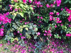 iphone_upload_pic-月亮湾公园