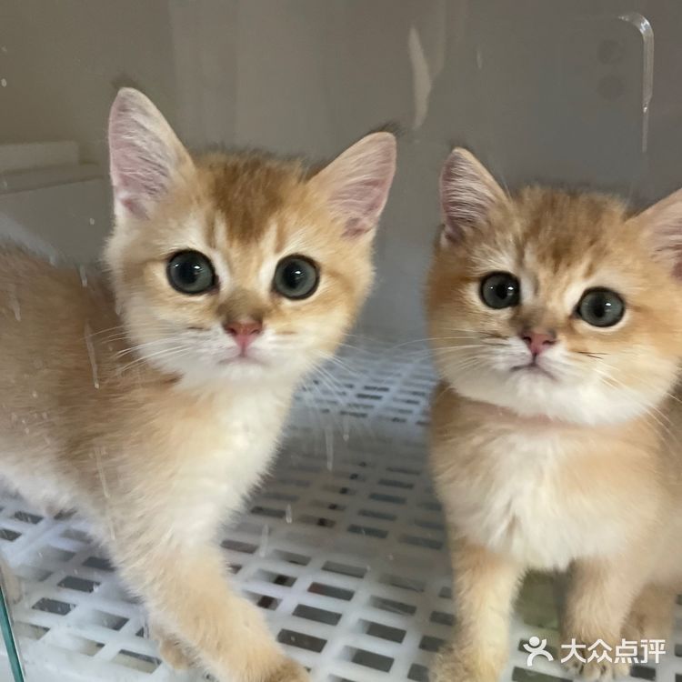 哗🙀全网no.1的猫舍原来在这里㊙️养猫有明灯🐈保180天