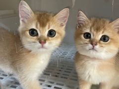 -lincat·猫舍(广州店)