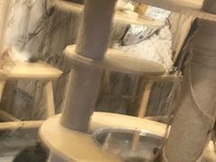 -楼上猫咖(罗湖店)