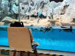 -帝企鹅自助餐厅•儿童岛•真企鹅(长隆企鹅酒店)