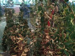 -上海昆虫博物馆