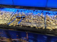 -蒙肥羊·酸汤潮牛·鲜牛肉火锅烤肉自助(岗顶店)