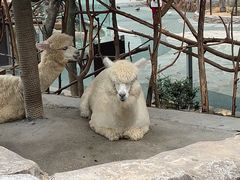 -青岛森林野生动物世界