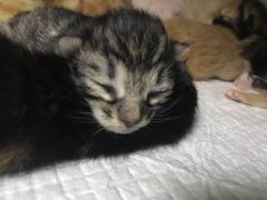 -美联众合动物医院(·中兽医·疑难杂症·严家桥分院)