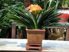 -双季花艺园艺市场(浦东店)