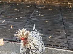 -春记潮汕牛肉火锅