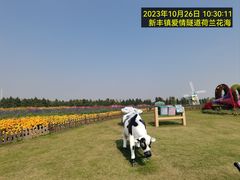 -荷兰花海