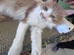 -平行世界·猫咖(首经贸店)