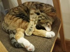 -猫的天空之城概念书店(杭州南宋御街店)