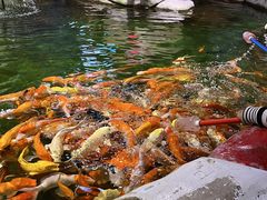 -顺德南宏海立方海洋公园