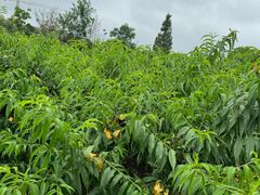 -南汇新场正宗水蜜桃采摘