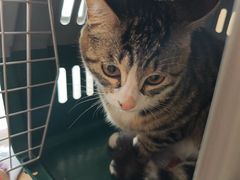 -艾贝尔宠物医院·狂犬免疫点(江山金象城店)