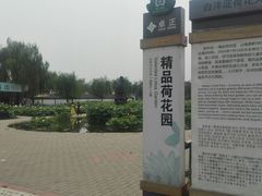 -白洋淀景区