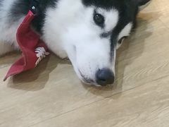 -Husky Go! 哈士奇体验馆·宠物咖啡厅狗咖