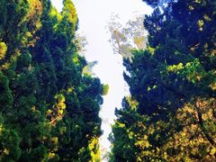 -八大关景区