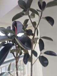-HEYAN荷妍专业脱毛连锁机构