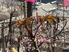-南窖乡水峪村山情农家