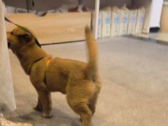 -宠颐生汉谟拉比宠物医院