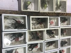 -万商花鸟市场