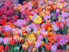 -越秀西湖花市(广州城市广场花卉店)