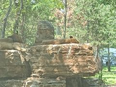 -秦皇岛野生动物园