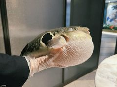 -鲐赏河豚(长寿店)