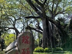 -独树成林