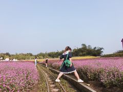 -百万葵园