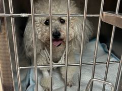 -爱侣宠医·鹦鹉专科·小型哺乳类·异宠专科(灵石路店)