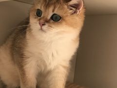 -东方名猫馆·英短金渐层布偶猫舍(环线广场1号楼店)