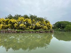 -大湾区中央湿地公园