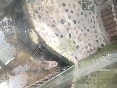 -上海大自然野生昆虫馆(东方明珠·爬宠昆虫探索中心)