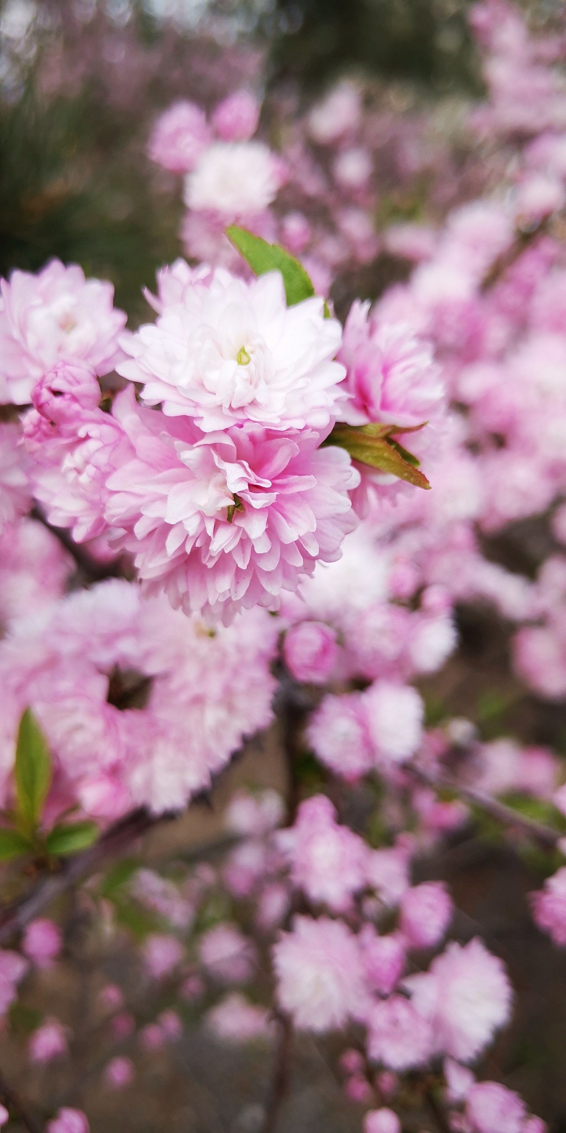 麦李花开,灿压云霞