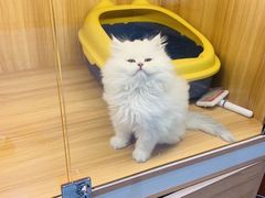 -欣宠猫屋·矮脚拿破仑·蓝金金渐层