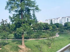 -陈家山荷花公园