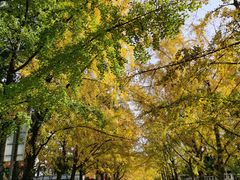 -三里屯东五街银杏大道