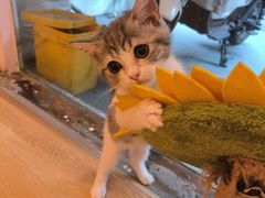 -猫咪派对(江南西店)