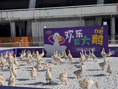 -沈阳奥体冰雪嘉年华