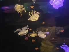 -重庆欢乐海底世界