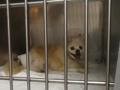 -宠颐生中康贝怡动物医院